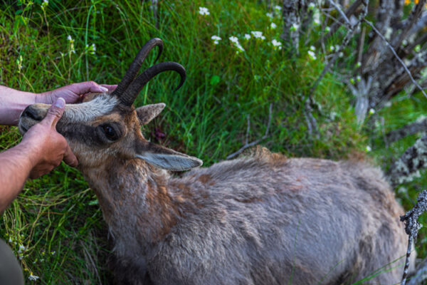 gold cantabrian chamois