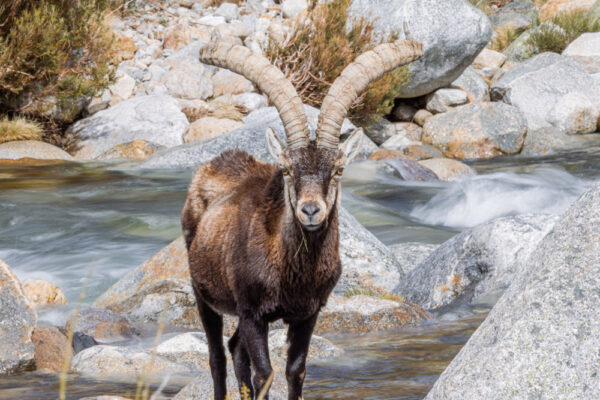 gredos ibex hunting in spain experience