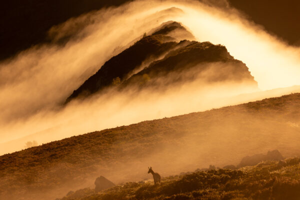 hunting agency cantabrian chamois hunt