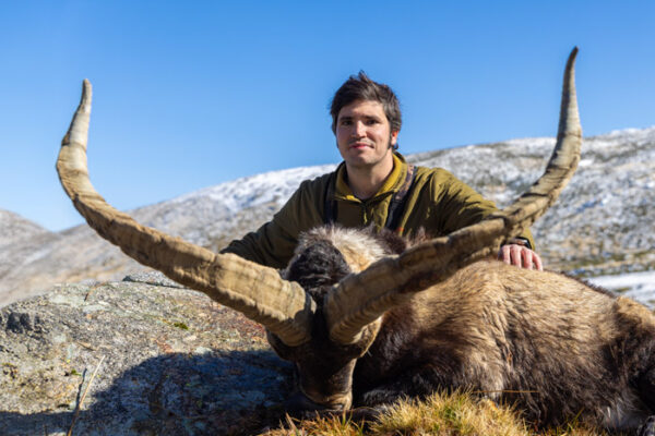 spanish ibex hunting