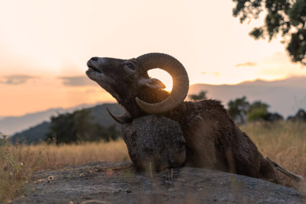 bowhunting mouflon in spain hunting experience
