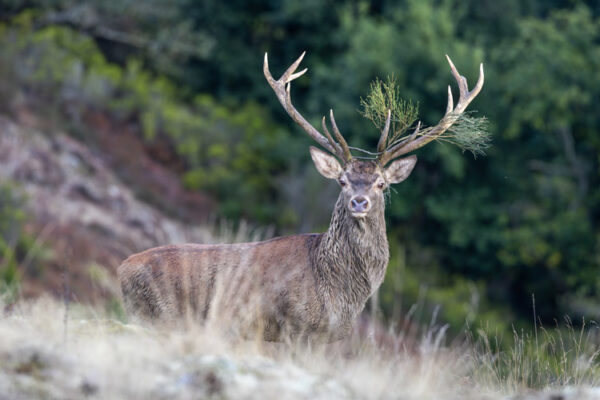 gold red deer record in spain
