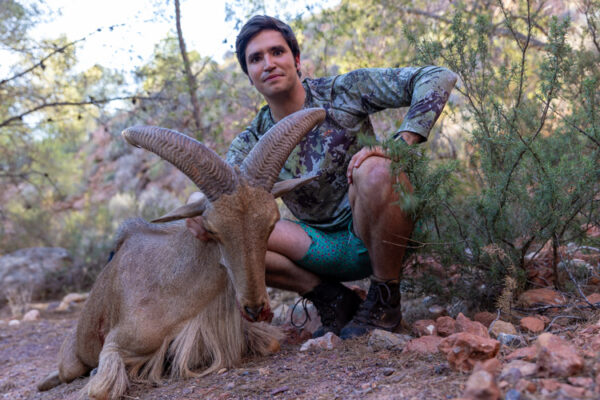 guided aoudad hunts in spain