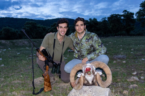 guided hunts in spain hunting gold mouflon