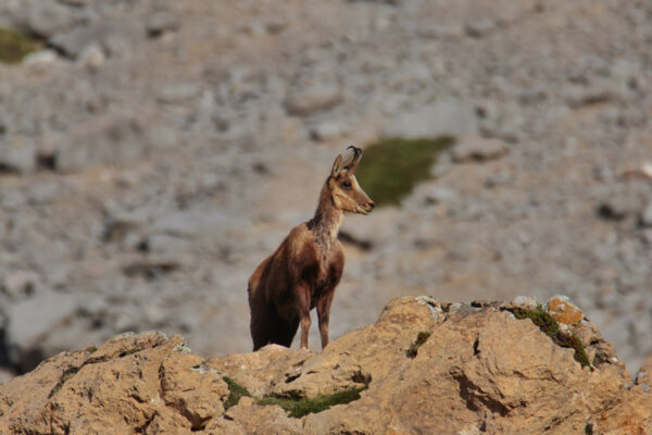 hunt pyrenean chamois hunting trip in spain