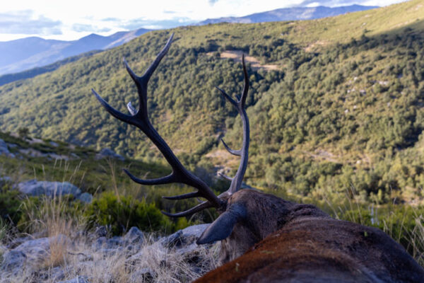 hunting bronze red deer in spain