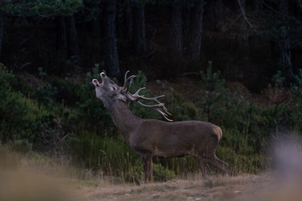 hunting experience in spain hunting gold red deer