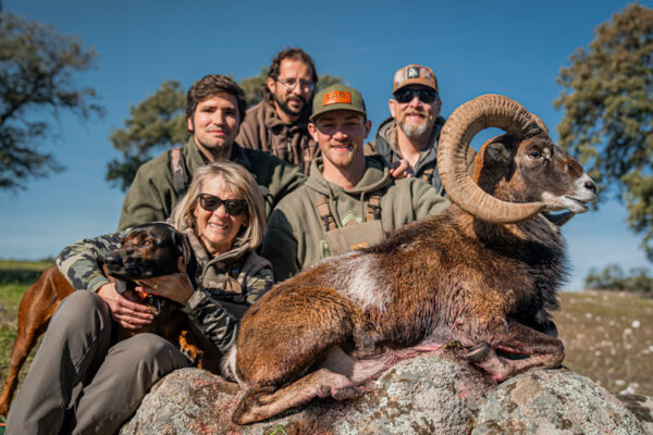 hunting gold mouflon in spain
