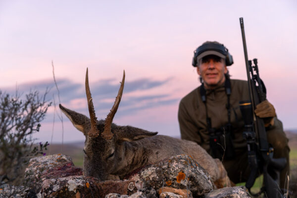 hunting gold roe deer in spain guided hunts