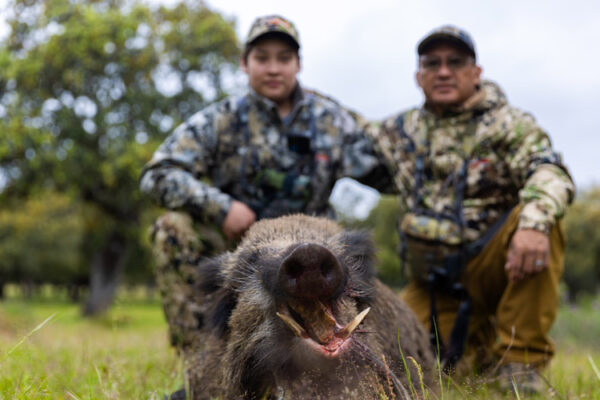 hunting in spain gold wild boar