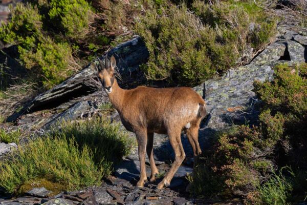 hunting in spain pyrenean chamois