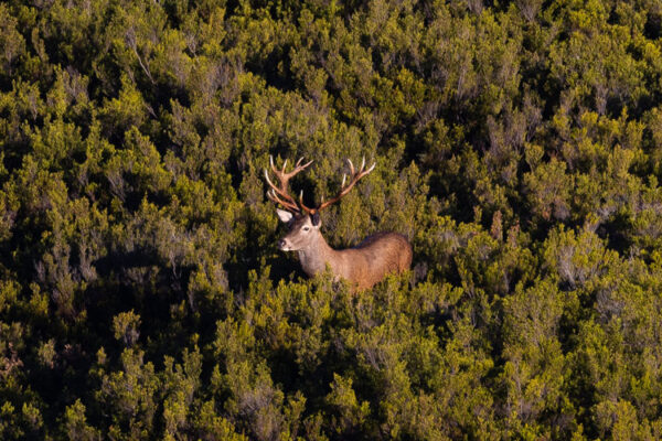 hunting silver red stag in spain
