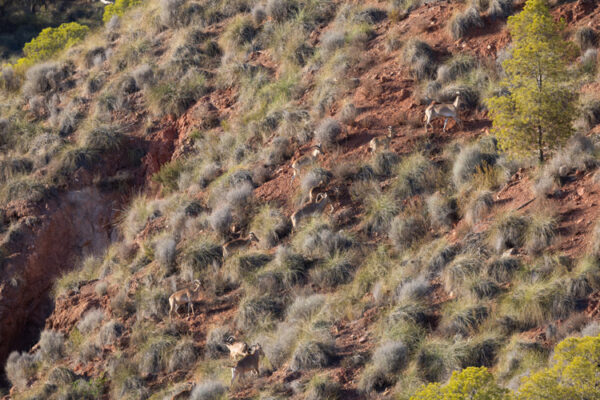 hunting trip hunt gold aoudad in spain