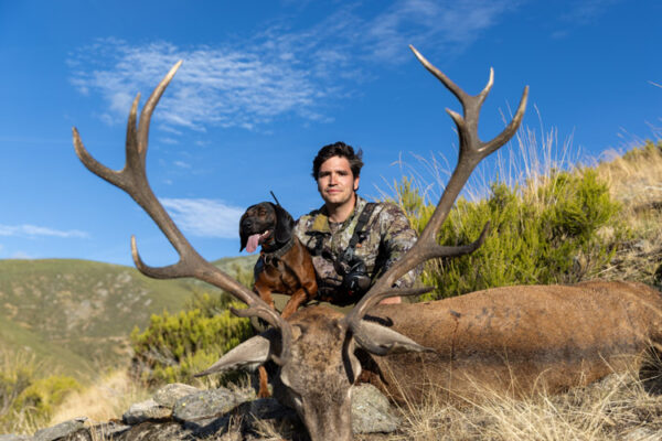 red stag hunting experience in spain