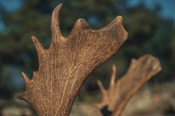 scoring record fallow deer sci