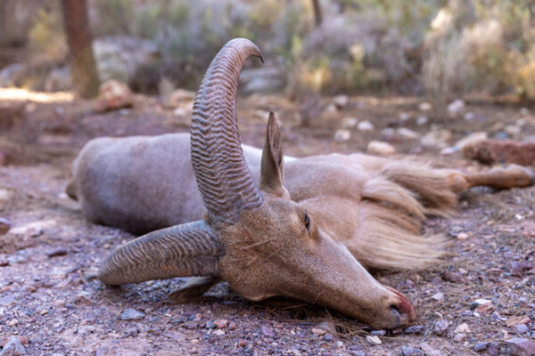 silver aoudad hunting experience in spain