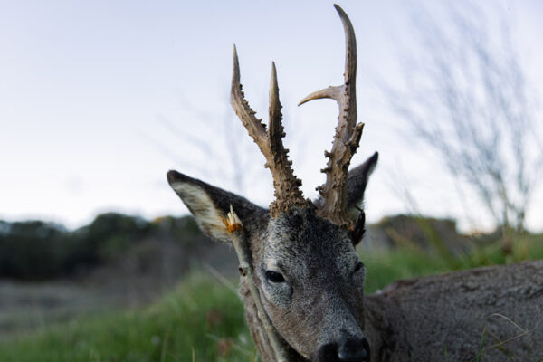 silver roe deer hunting in spain