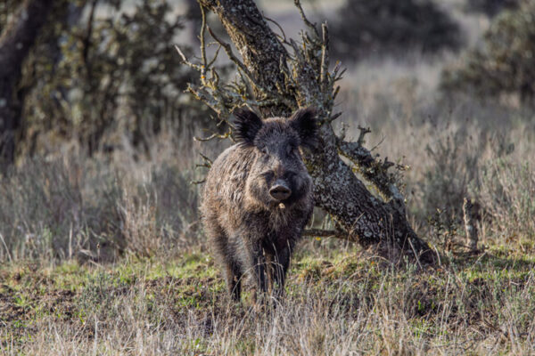 wild boar hunt in spain driven hunts