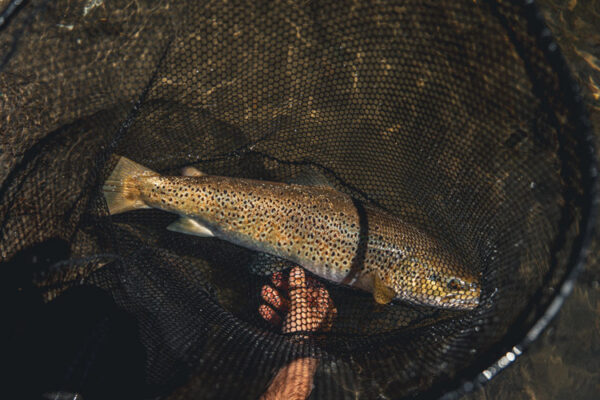 premium trip fishing in spain