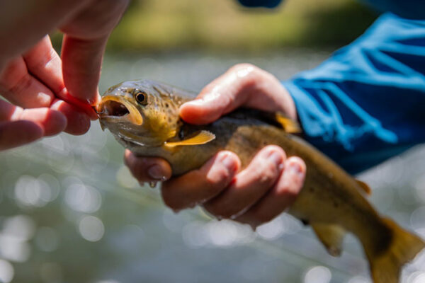 trip trout fishing in spain