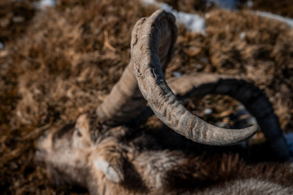 southeastern-ibex-hunt-prices